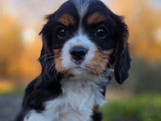 Cavalier King Charles Spaniel dogs Virgil - Ad 5