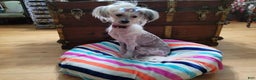 Chinese Crested dogs for sale: Chinese Crested Puppy 1 - Ad 2