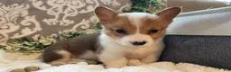 Welsh Corgi Pembroke dogs for sale: Sawyer  - Ad 7