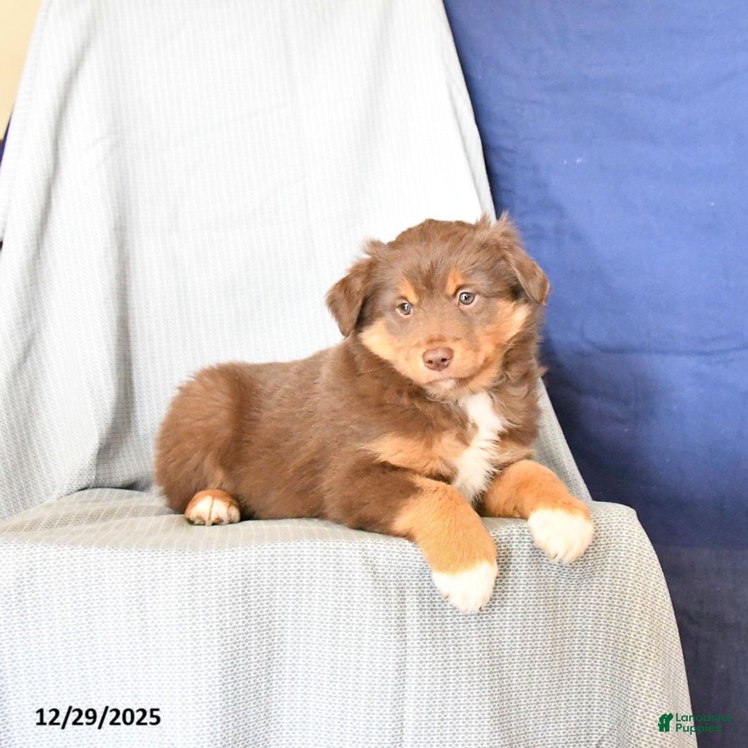 Australian Shepherd dogs for sale: Rosie - Ad 4