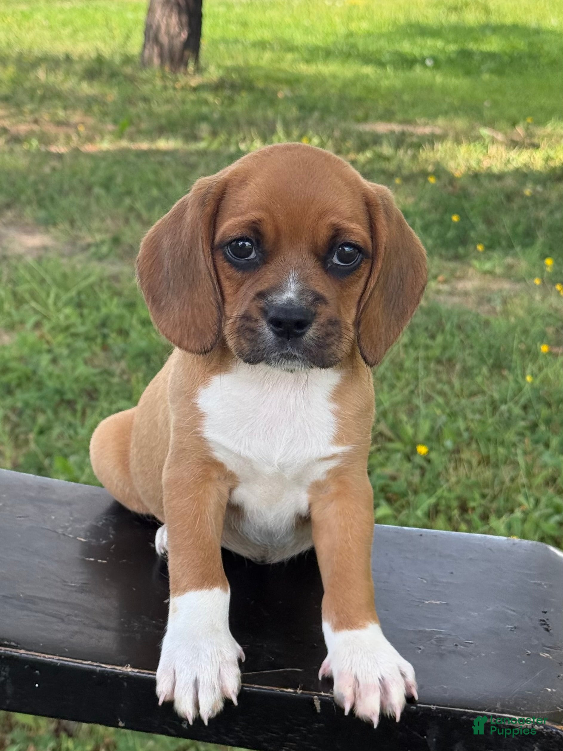 Puggle dogs Poppy - Ad 1