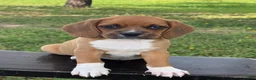 Puggle dogs for sale: Poppy - Ad 1