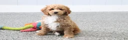 Mini Goldendoodle dogs for sale: Skye - Ad 5