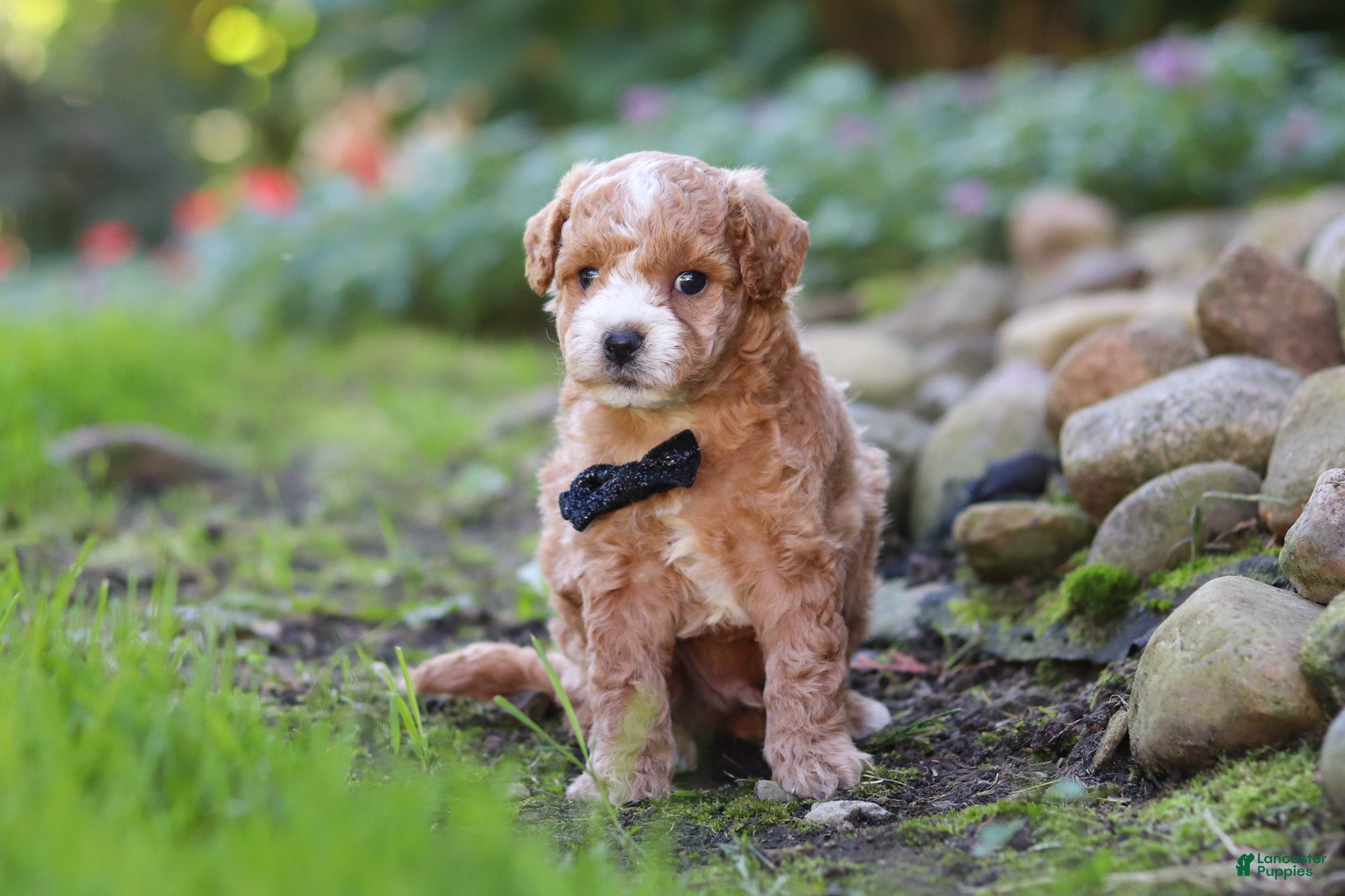 Maltipoo dogs Lincoln - Ad 2