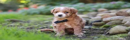 Maltipoo dogs for sale: Lincoln - Ad 2