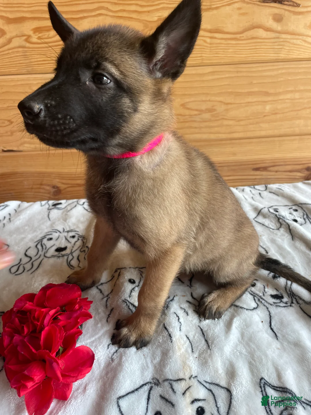 Belgian Malinois dogs for sale: Nova - Ad 2