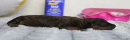 Cavapoo dogs for sale: Ella - Ad 5