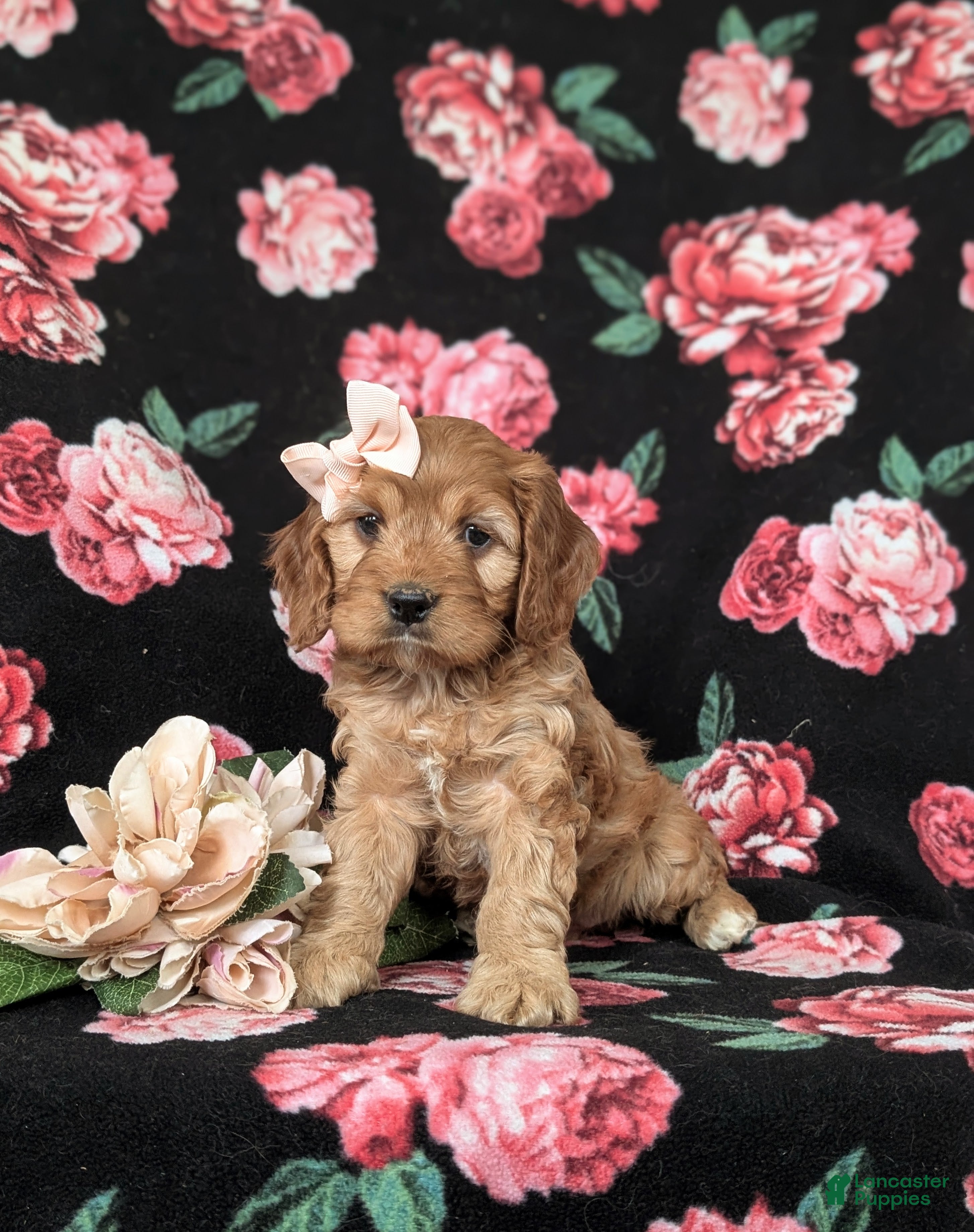 Cockapoo dogs Hana - Ad 1