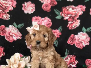 Cockapoo dogs for sale: Hana - Ad 4