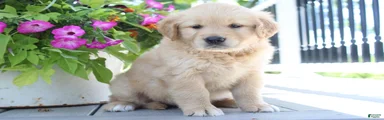 Tootsie