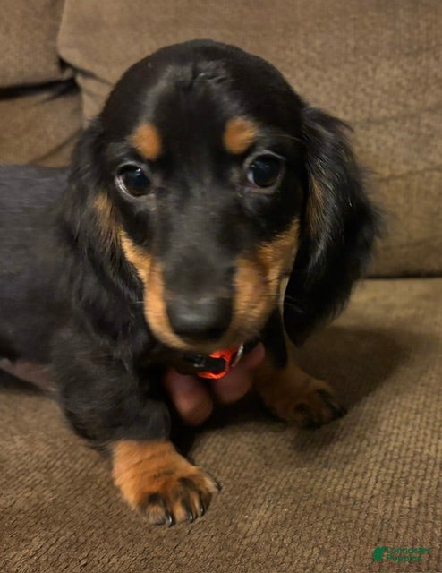 Miniature Dachshund dogs for sale: Marcy - Ad 1
