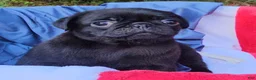 Pug dogs for sale: Black Bear - Ad 7