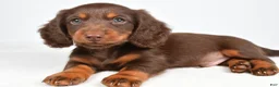Miniature Dachshund dogs for sale: Toby - Ad 5