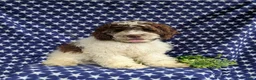 Cockapoo dogs for sale: Rover - Ad 1