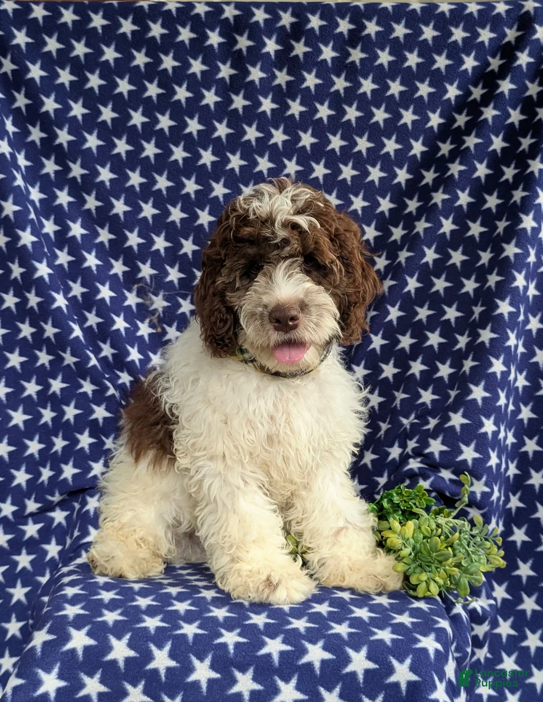Cockapoo dogs for sale: Rover - Ad 1