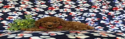 Miniature Poodle dogs for sale: Sterling - Ad 4