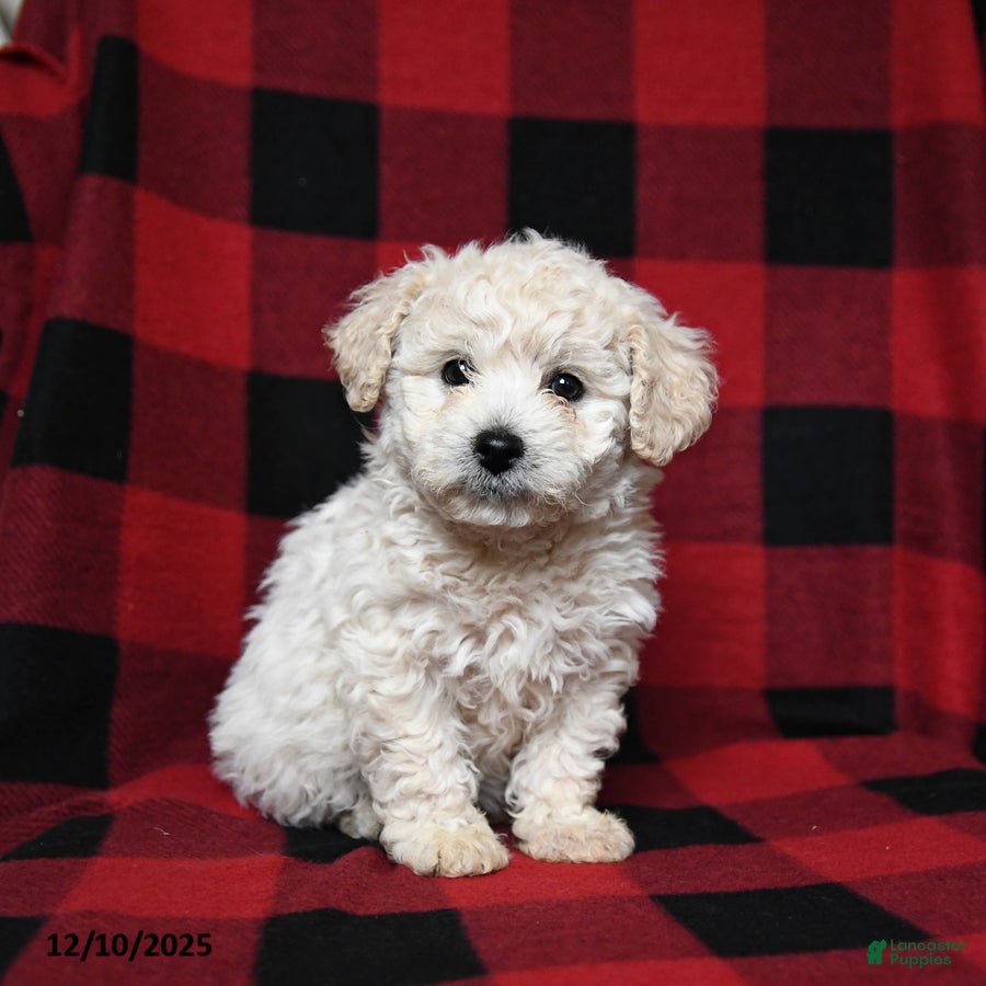 Bichpoo dogs Snuggles   - Ad 31