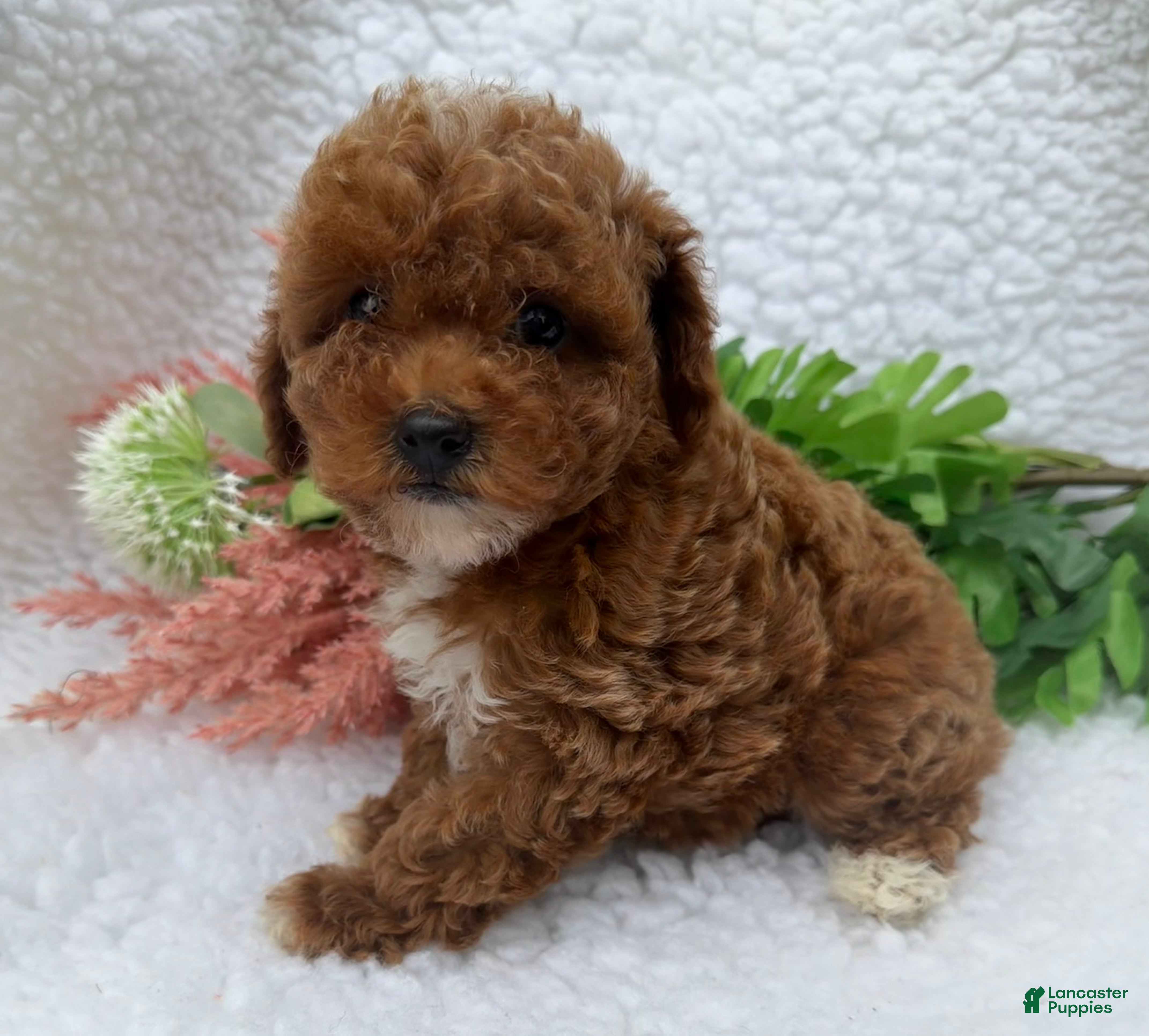 Toy Poodle dogs Zoe - Ad 1