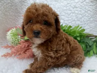 Toy Poodle dogs for sale: Zoe - Ad 2