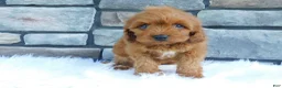 Cavapoo dogs for sale: Lincoln - Ad 1