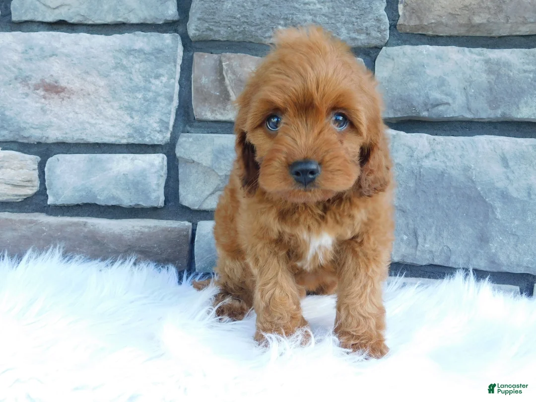 Cavapoo dogs for sale: Lincoln - Ad 1