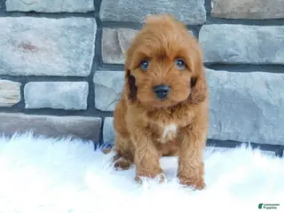 Cavapoo dogs for sale: Lincoln - Ad 3