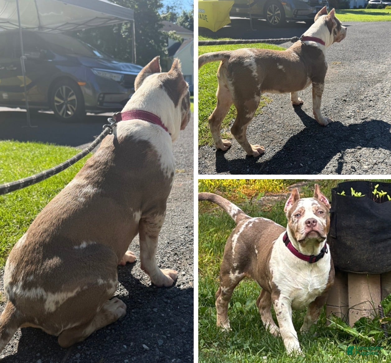 American Bully dogs American Bully 1 - Ad 1
