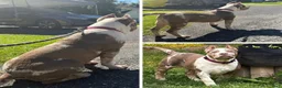 American Bully dogs for sale: American Bully 1 - Ad 1