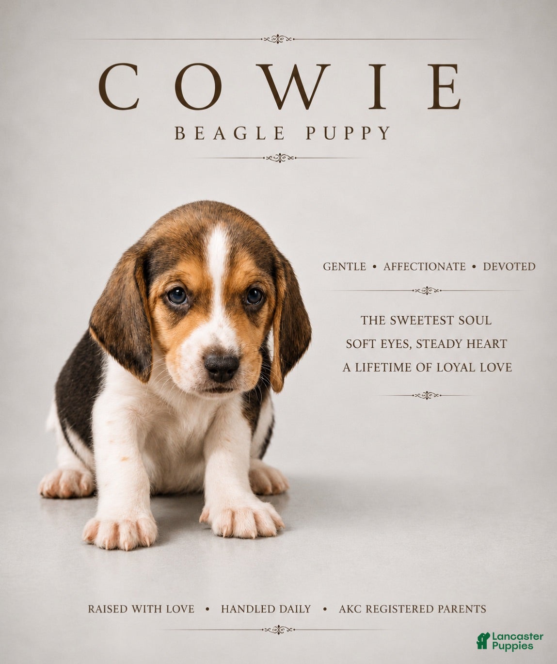 Beagle dogs Beagle 1 - Ad 7