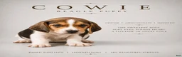 Beagle dogs for sale: Beagle 1 - Ad 1
