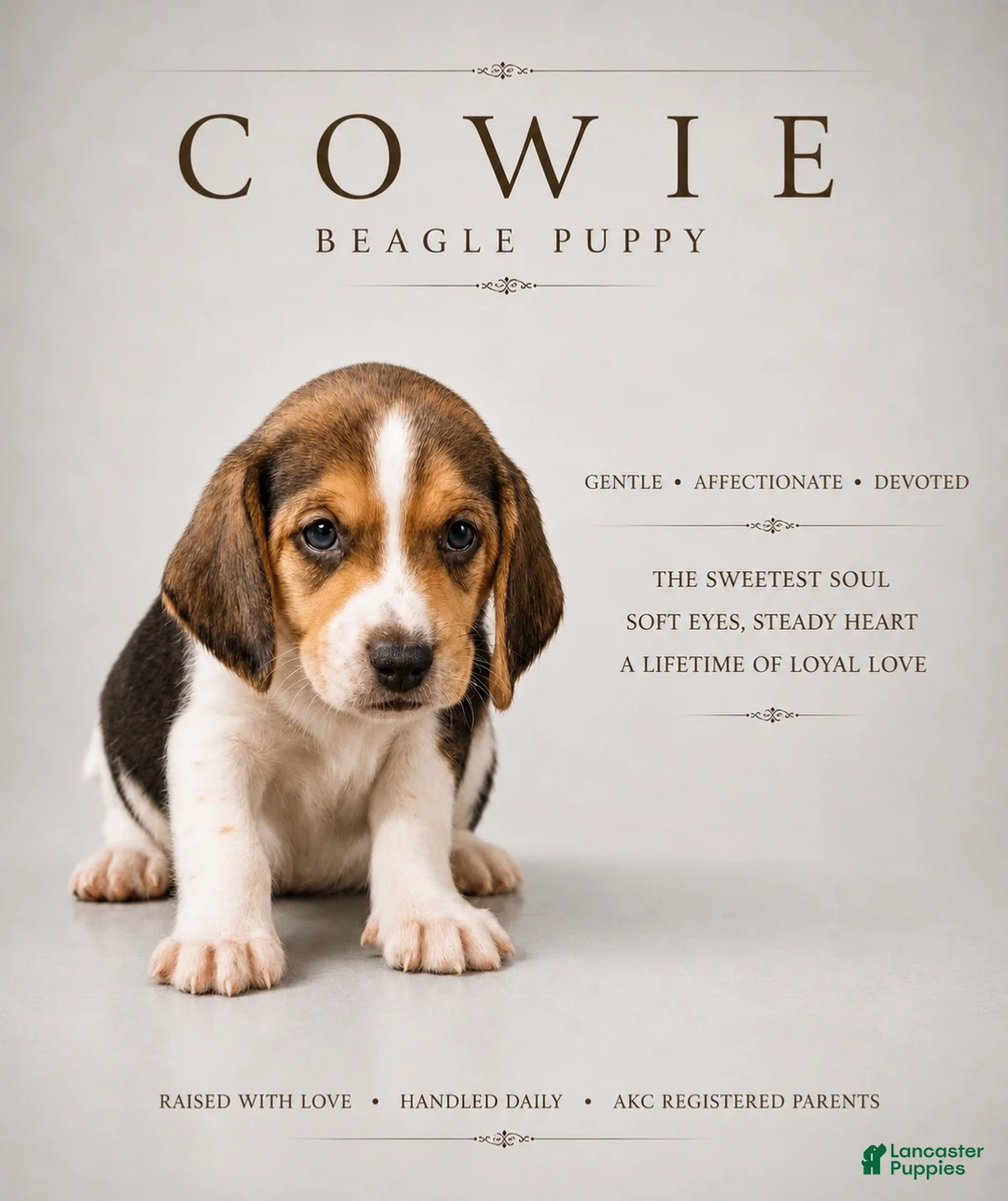 Beagle dogs for sale: Beagle 1 - Ad 1
