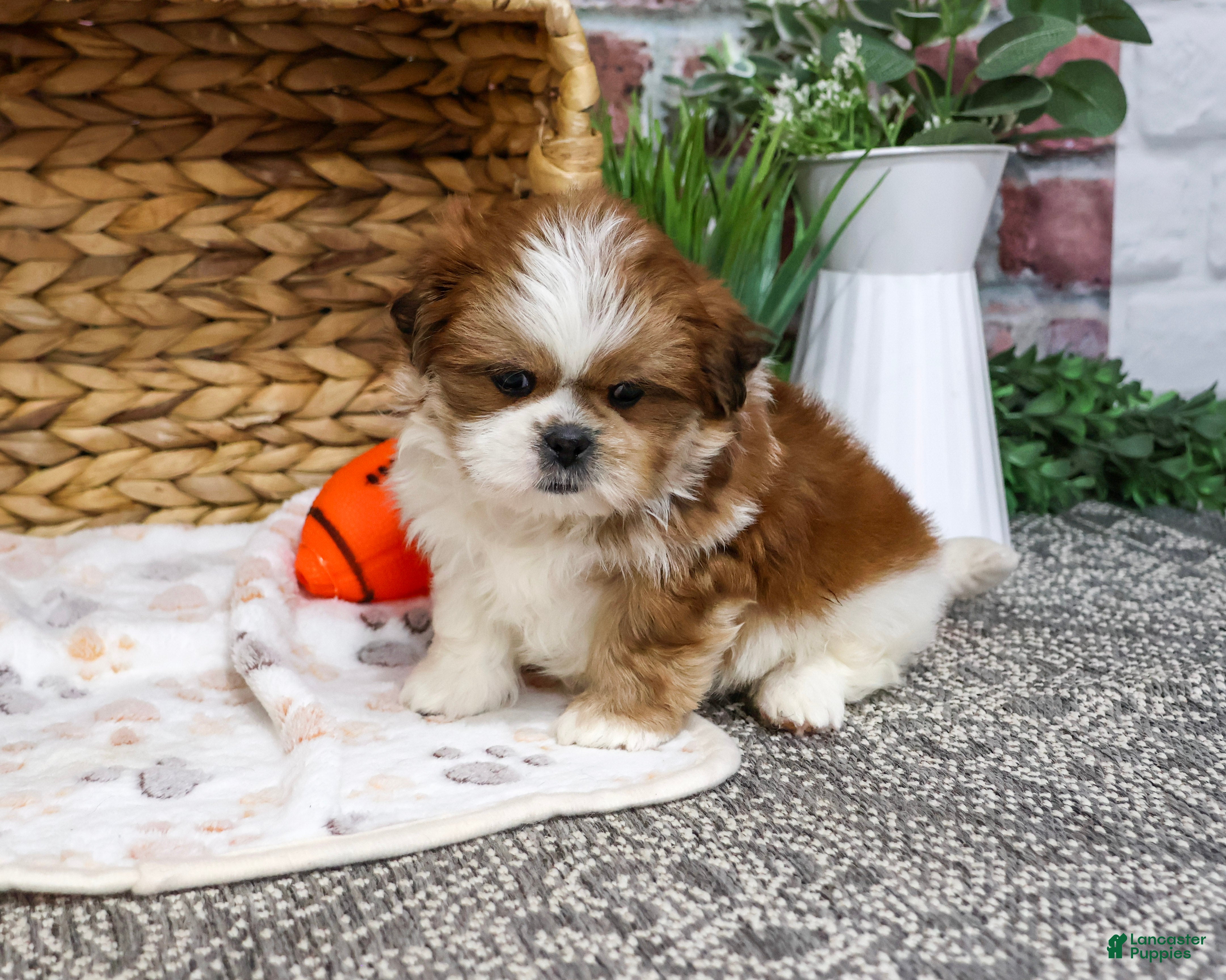 Shih Tzu dogs for sale: Scarecrow - Ad 2