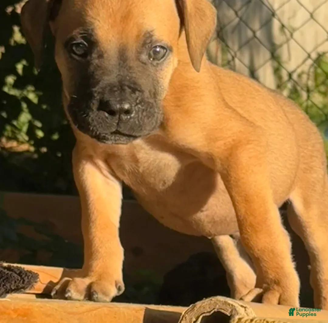 South African Boerboels dogs for sale: Bowser - Ad 2