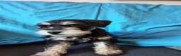Miniature Schnauzer dogs for sale: Berry - Ad 3