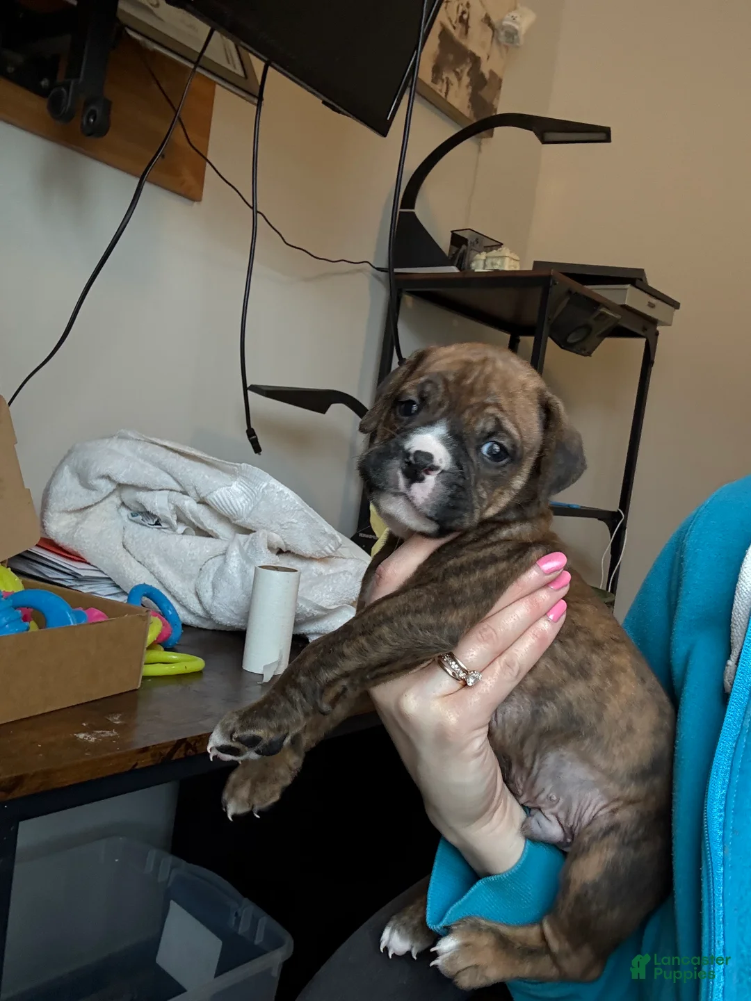 Mixed Breed dogs for sale: Mixed Breed Puppy 5 - Ad 6