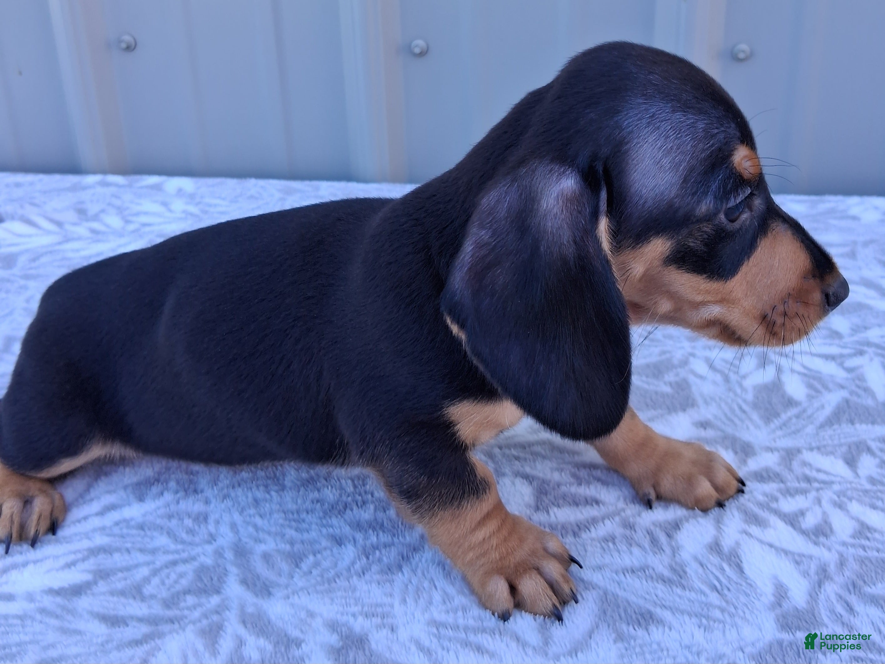 Miniature Dachshund dogs Axel - Ad 2