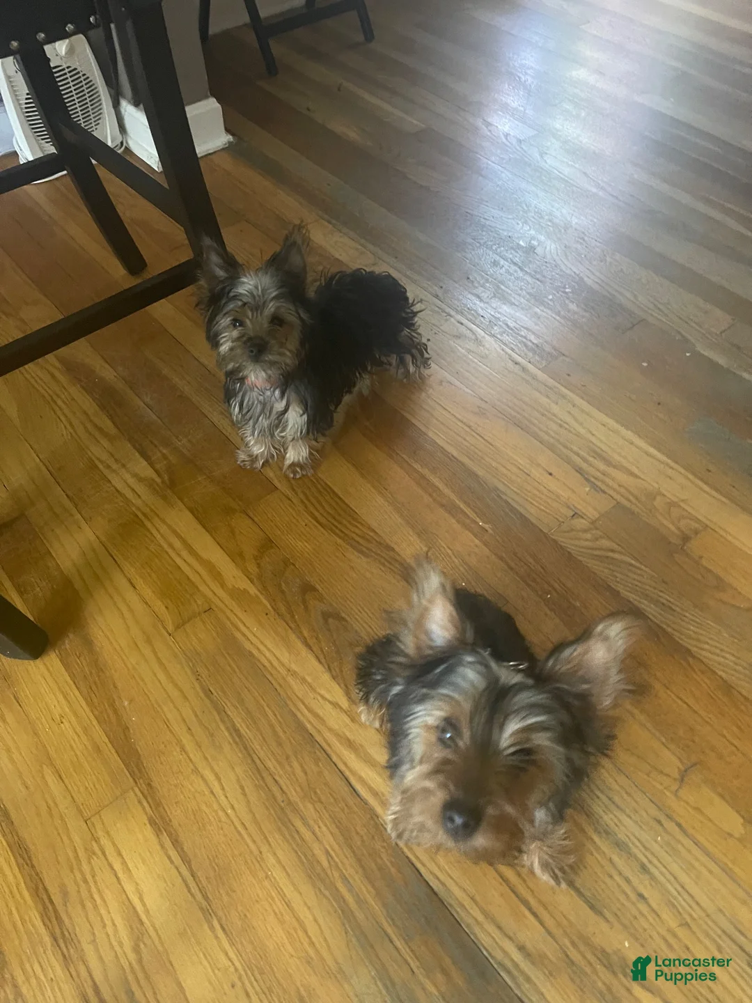 Yorkshire Terrier dogs for sale: Teddy Bear - Ad 4