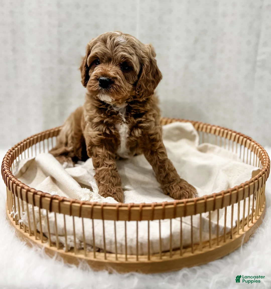 Cavapoo dogs for sale: Reacher - Ad 3