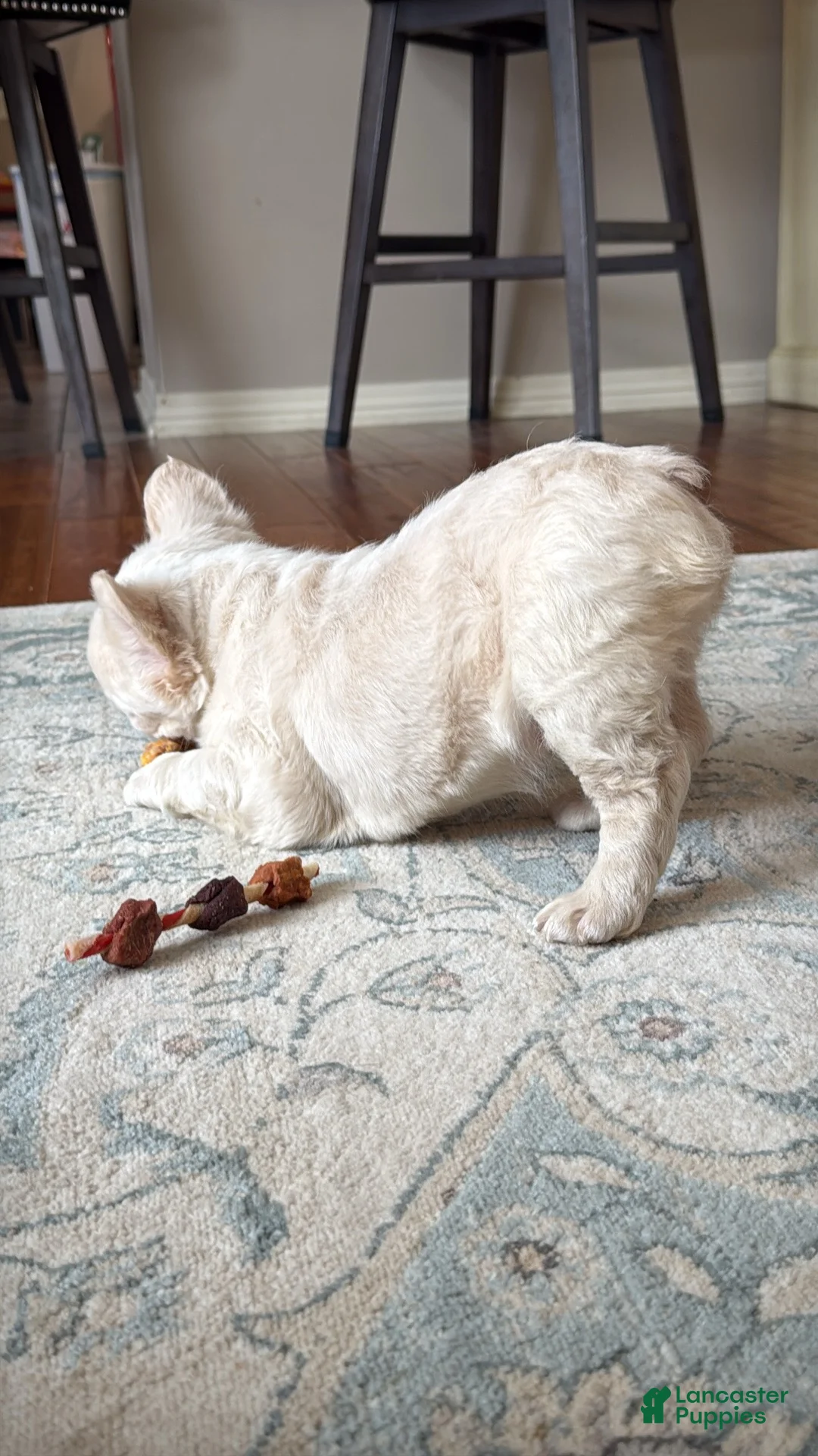 French Bulldog dogs for sale: Mini French Bulldog Puppy!  Fluffy!  Platinum!  - Ad 4