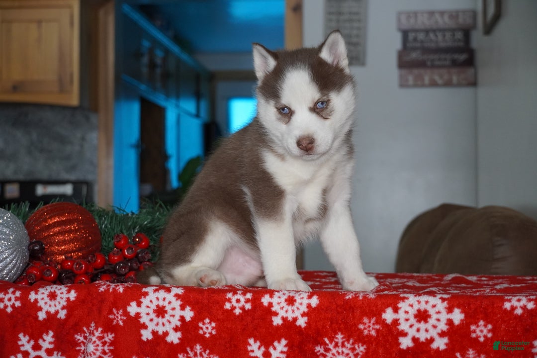 Siberian Husky dogs for sale: Cash - Ad 7