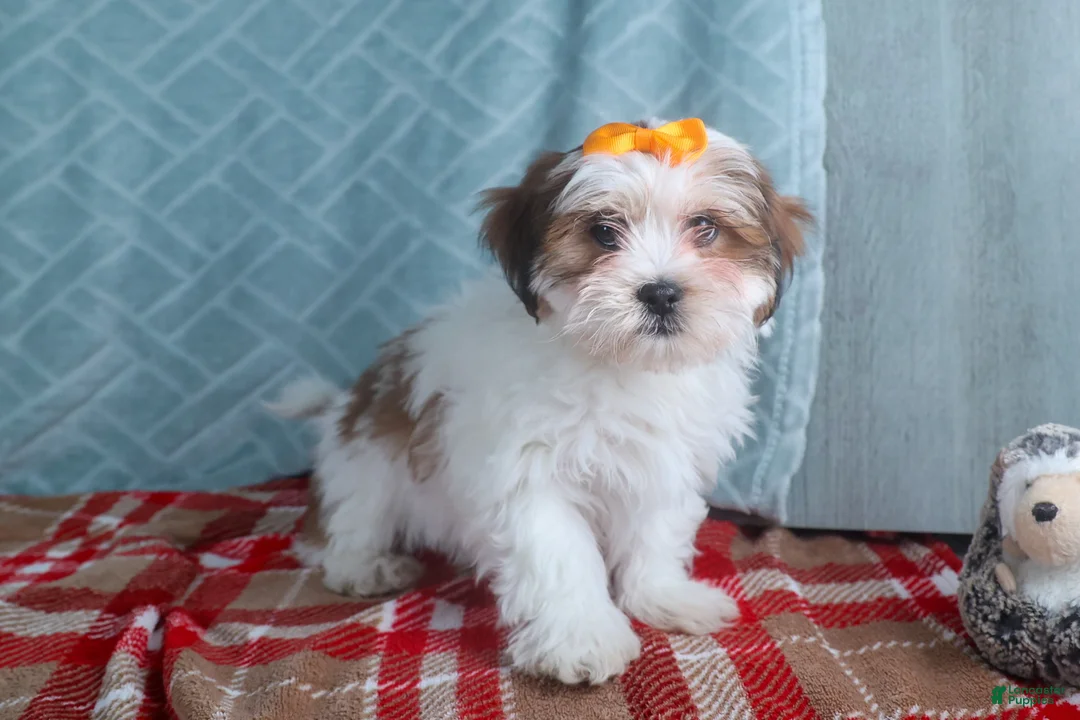 Teddy Bear dogs for sale: GEORGE - Ad 5