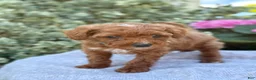 Toy Poodle dogs for sale: Parker - Ad 3