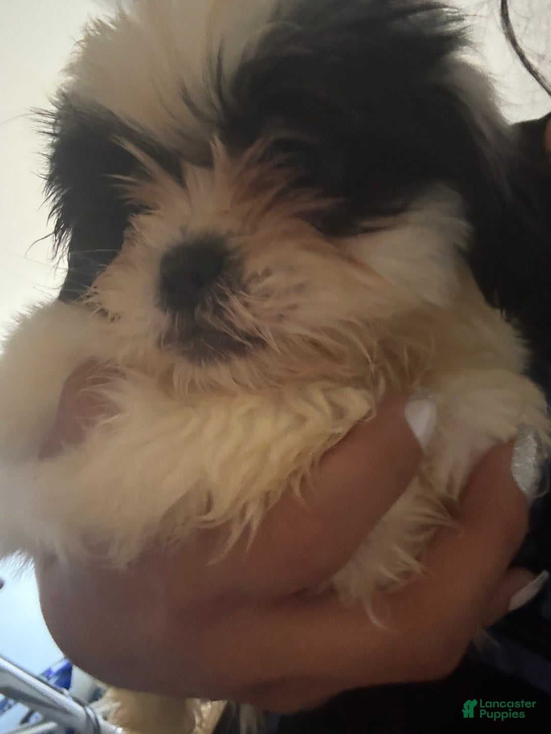 Shih Tzu dogs for sale: Shih Tzu Puppy 1 - Ad 1