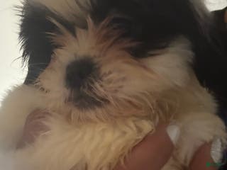 Shih Tzu dogs Shih Tzu Puppy 1 - Ad 16