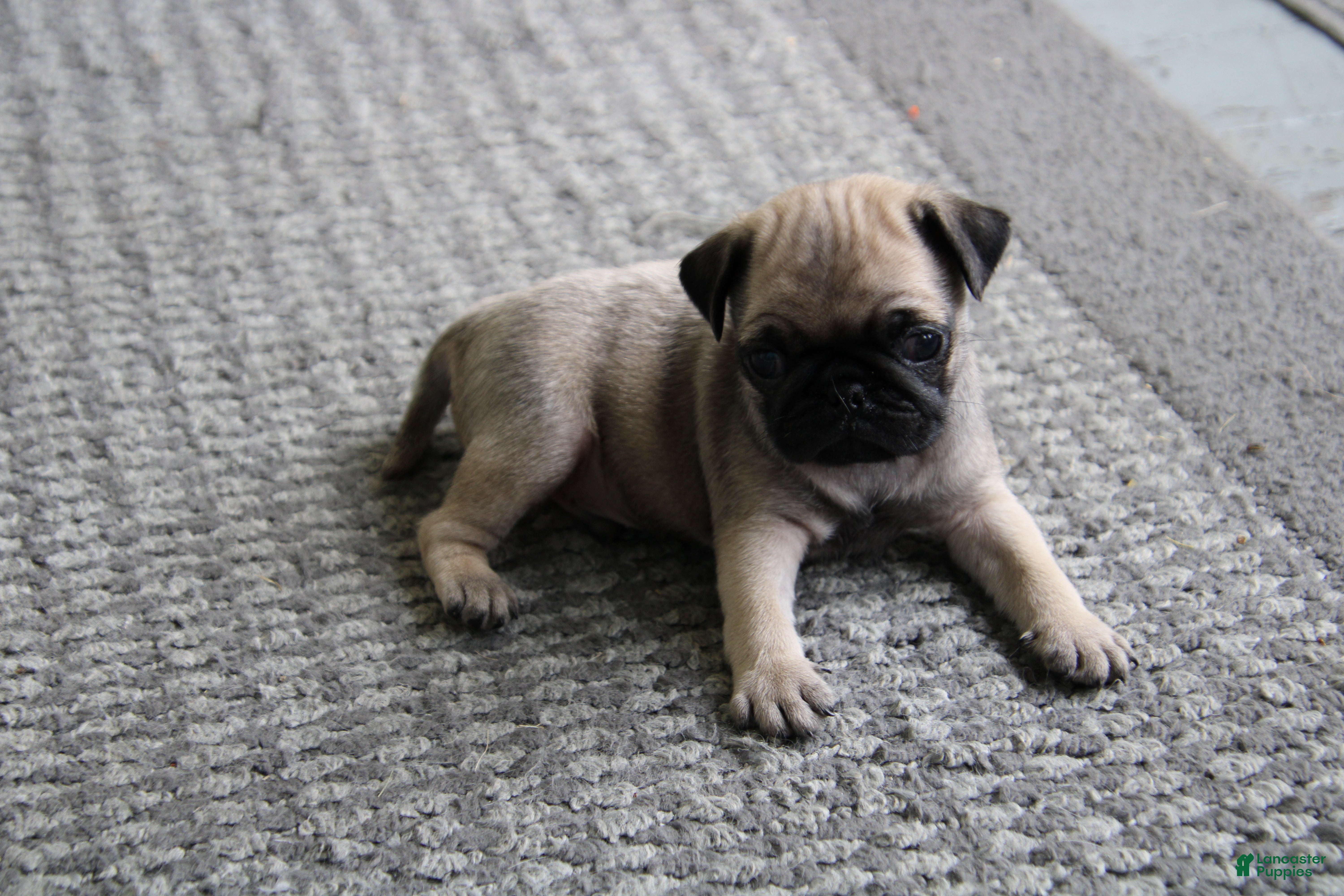 Pug dogs Teddy - Ad 25