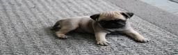 Pug dogs for sale: Teddy - Ad 1