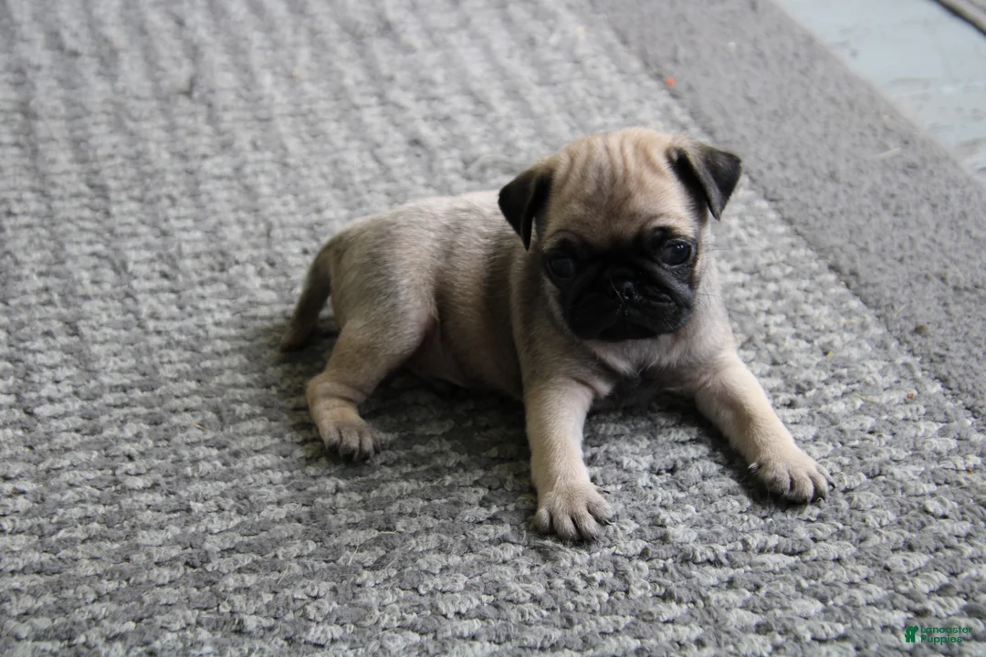 Pug dogs for sale: Teddy - Ad 1