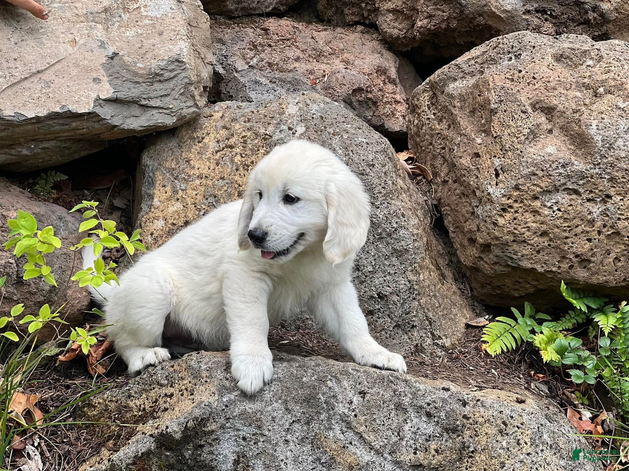 Golden Retriever dogs Boy 1 - Ad 2