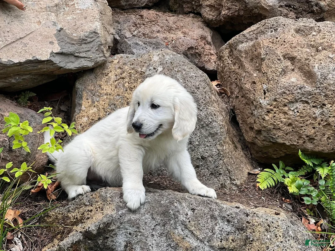 Golden Retriever dogs for sale: Boy 1 - Ad 1
