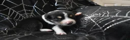 Miniature Australian Shepherd dogs for sale: Miniature Australian Shepherd 4 - Ad 12